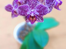 Orchidee